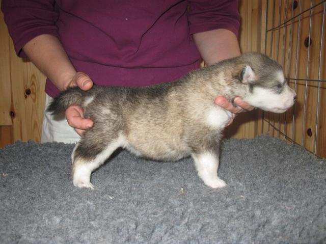 Annan pennut-pups180510074.JPG - 18.5.2010